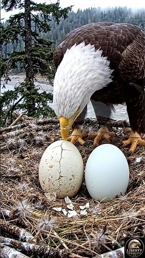Two Baby Bald Eagles Hatch in the Same Nest Rare Eagle Moment