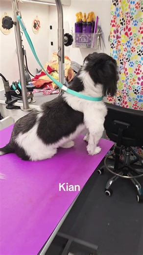 Ning's Animal House (@nanimalhouse)’s videos with Thank You for Being You - OctaSounds