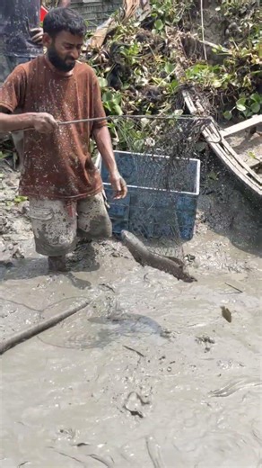 Amazing Catch! It's Snake Head Fish Catching By Rod Net