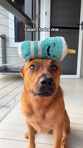 3M views · 123K reactions | This song was MADE for working breeds  #australiancattledog #redheeler #heelersoffacebook #cattledogsoffacebook #cowdog #heeler | Winnie the Cattle Dog | Facebook