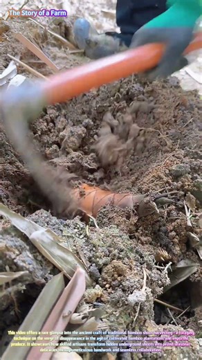 Watch a Skilled Forager Dig Fresh Spring Shoots to Perfection! 🎋⛏️↓