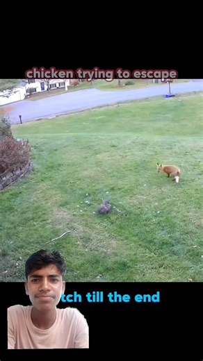 #cat #vs #other #animals #viral #trending #shortsvideo #funny #wildlife #attack