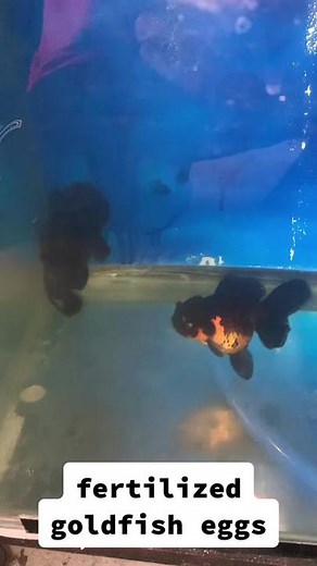 Hendrix backyard on TikTok