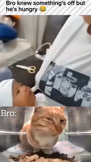 FOLLOW @cat_shat99 | Cat Shat