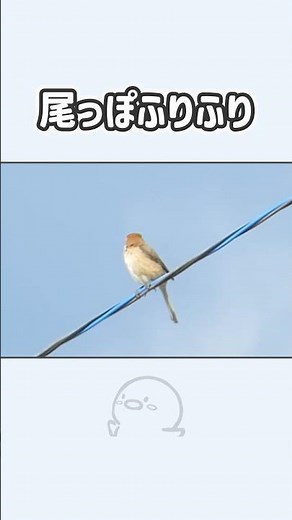 【野鳥観察、コンデジで野鳥撮影】モズ(Bull-headed Shrike) 尾っぽふりふり #shorts #コンデジ #野鳥 #birds