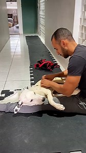 4.9M views · 128K reactions | We love how dedicated this lad is to the rehabilitation of his paralysed dog 凉❤️ | Furry Tails | Facebook