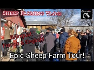 Epic Sheep Farm Tour
