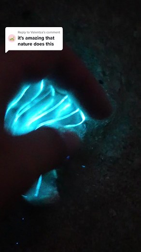 Discover the Magical World of Glowing Comb Jellies!