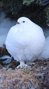 In this video we are talking about the most amazing or wonderful bird, named willow ptarmigan. This bird is found in the arctic. To know about this bird in detail then see the full video and like and follow our page to know about more informative and knowledgeable videos. #fbreels #viralreelsfb #Amazing #birds #world #shorts | Facts Hub