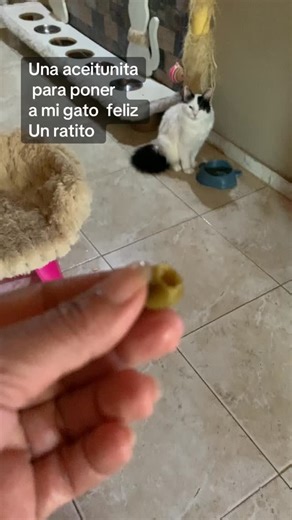 Cats Mom🐱❤️ on Instagram