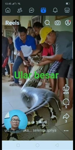 ular 🐍🐍🐍 besar