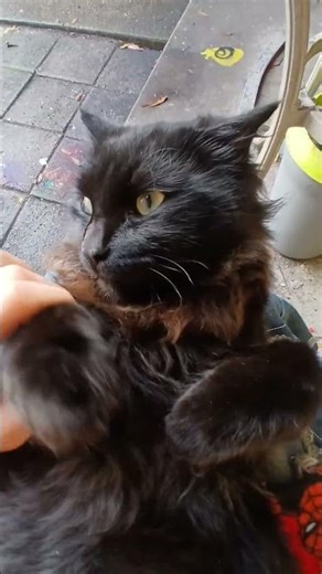 kitty #coversong #podcast #rock #music #newmusic #sanrio #haveitoldyoulatelythatiloveyou #computer