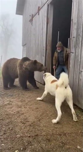 Bear Near the Barn — Farmer and Alabai Stand Their Ground