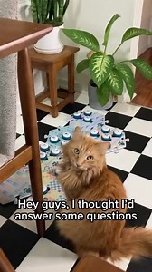 3K views · 52 reactions | Want to teach your pet to talk? Here's how...