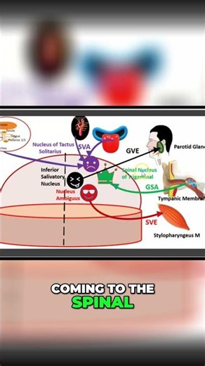Afferent & Efferent Pathways: Quick Anatomy Explained! #shorts