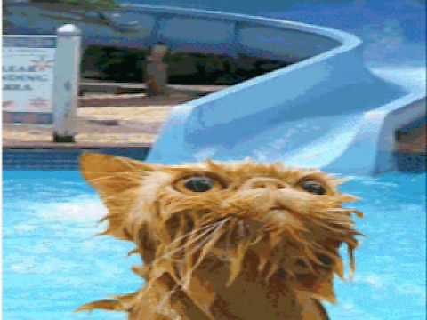 cat goes down water slide