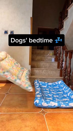 Tail-Wagging Fun #DogLife #Pawsome #WoofWoof #FurryFriend #DogsofInstagram #Pawfection #DogsAreFamily #HappyPaws #BarkingMad #CuteCanines #Ukraine #Trent #Arteta #Forest #Hibs #TheCDU #Etihad #Carragher #제로즈_블루파라다이스로_갈준비됐지 #Chile #OVERTURE_Daytime #Carville #ZB1BLUEPARADISEOUTNOW #Carville #Tommie | PuP Hub | Facebook