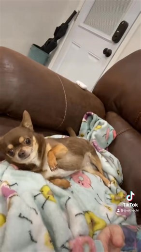 Throwback to Tina getting belly kisses 🥺 #foryourpage #fyp #foryou #tinathechi | tinathechi