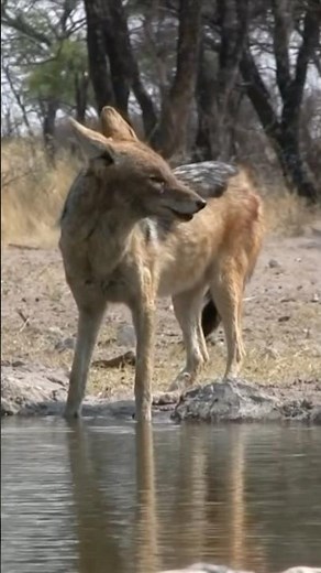 African Jackal | Archery Hunt #hunting #wildlife #bowhunting