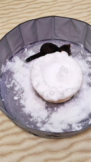 Соболь Фунтик: Забавные Моменты и Юмор