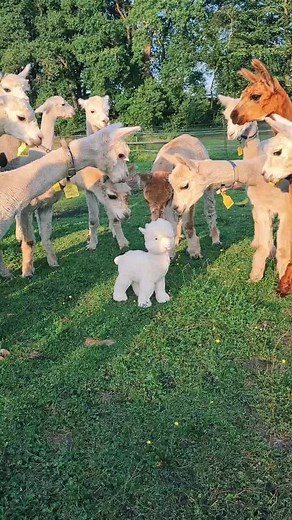 Hilarious Alpaca Fights and Funny Moments