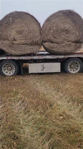 hay hauling #automobile #trucking #cowfeed