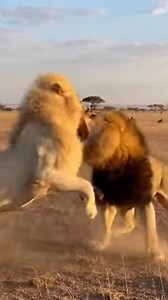 A rare and intense wildlife encounter unfolds as a powerful white lion faces off against a dominant black lion in a fast, aggressive territorial battle. Captured in real-time documentary style, this footage highlights raw strength, speed, and natural predator behavior with no slow motion or cinematic effects. Pure, realistic wildlife action in the wild. Hashtags: #WildlifeDocumentary #WhiteLion #BlackLion #LionBattle #BigCats #WildlifeFootage #AnimalBehavior #NatureUnfiltered #PredatorLife #Sava