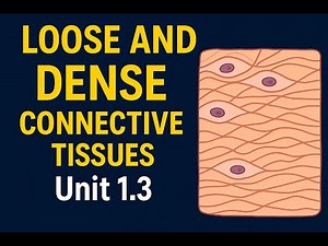 ✅ Connective Tissue Types: Loose & Dense Explained | HAP 1 Unit 1.3 Part 5 (2024-25)✅