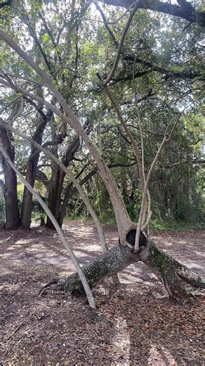 The first tree is interesting looking #khmertiktok #nature #florida #spring #tree