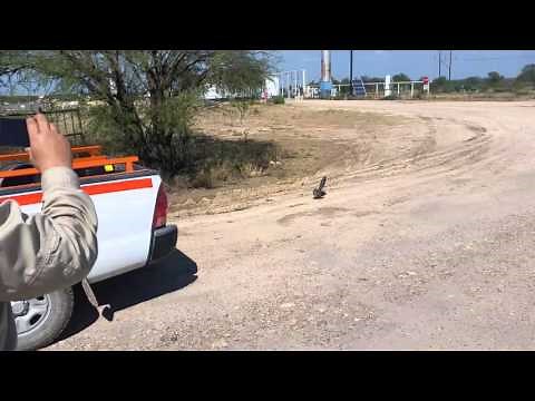Roadrunner vs Rattlesnake