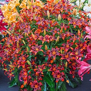 Top 10 Beautiful Lily Flowers to Love