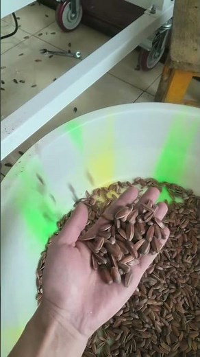 Sunflower seed color sorter#machine #factory