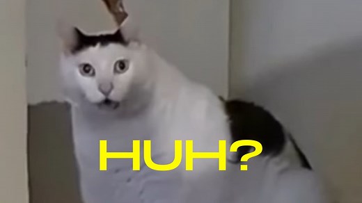 Huh? Cat | Know Your Meme