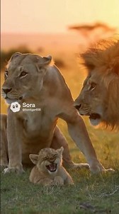 Cub's Cry = Lion 🦁 and lioness panic ! 😂 #fighting #lion #lionheartv #animals #wildlife