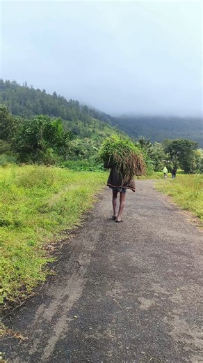 4.7K views · 3.1K reactions | Village Vibes  Follow our page @arakutraveller for more videos ▪️ ▪️ ▪️ ▪️ ▪️ #arakutraveller #arakuvillages #arakutribalvlogs #tribalpeoples #arakutouristattraction arakubeauty #coffeplants #andhrapradesh #instagramreels #viraltrends #Instagram #teluguvlogs #minivlog #travelvlogs #telugutraveller #villagevlogs #tribalvillagevlogger #india | Araku Traveller | Facebook