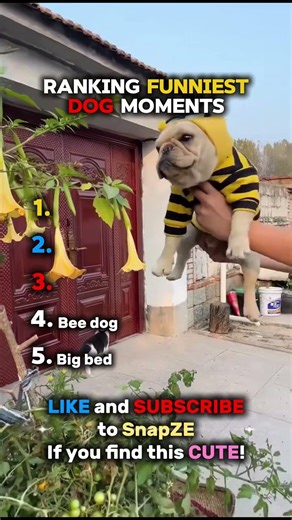 DO NOT CLICK THE SOUND! ❌😍 #funnyshorts #funny #ranking #dog #pets