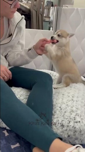 Adorable Alaskan Klee Kai puppies