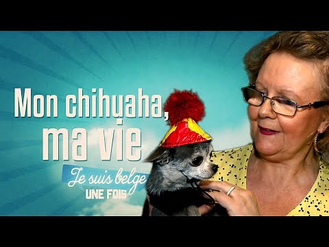 Mes chihuahuas, c'est toute ma vie ! | Je suis Belge, une fois ! 🇧🇪