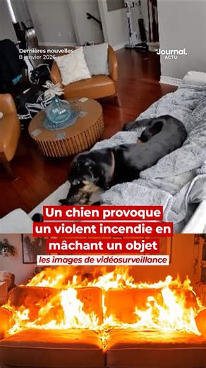 Actuali-TV on Instagram: "Un chien à provoqué un violent incendie en marchant un objet électronique... Crédit vidéo : Ottawa Fire Services #faitsdivers #drame #chien #incendie"