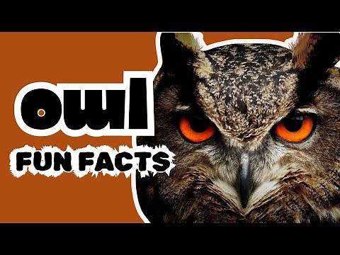 Amazing Owl Facts for Kids!
