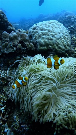 Nemo Dances Underwater: Fish Dancing Experience
