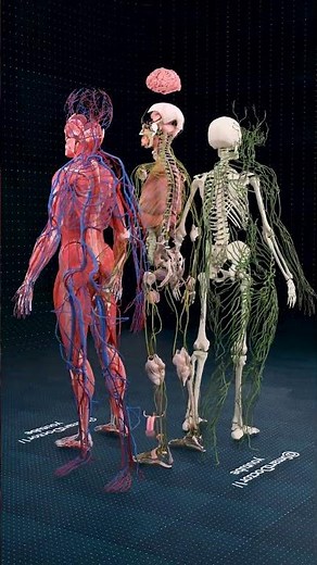 Male Anatomy: Key Insights in Brief ♂️✨