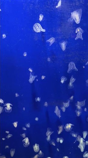 Jellyfish are just amazing creatures