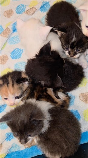 25 reactions | 殺 little chunks! | Over The Moon Maine Coons | Facebook