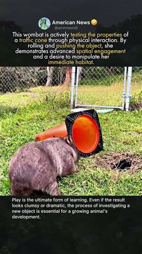 THE CONE-CHASING WOMBAT