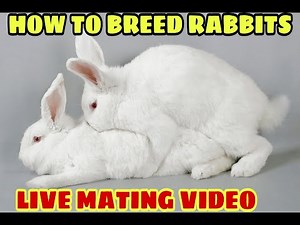 Rabbit breeding l How to breed rabbits l rabbit mating l Petsinfomania