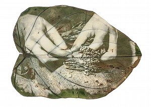 Lomography - Working with Light: A Chlorophyll Print Process by Almudena Romero