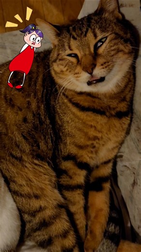 変顔で寝落ちする猫 Goofy Face Sleepy Cat.#眠る猫#変顔猫#猫だんご毛繕い