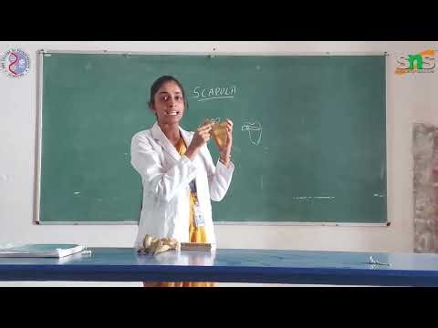 Scapula|Anatomy|snsinstitutions