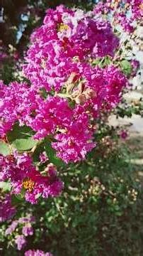 🌸 Crape Myrtle Flowers in Bloom | Beautiful Central Texas Summer Blossoms